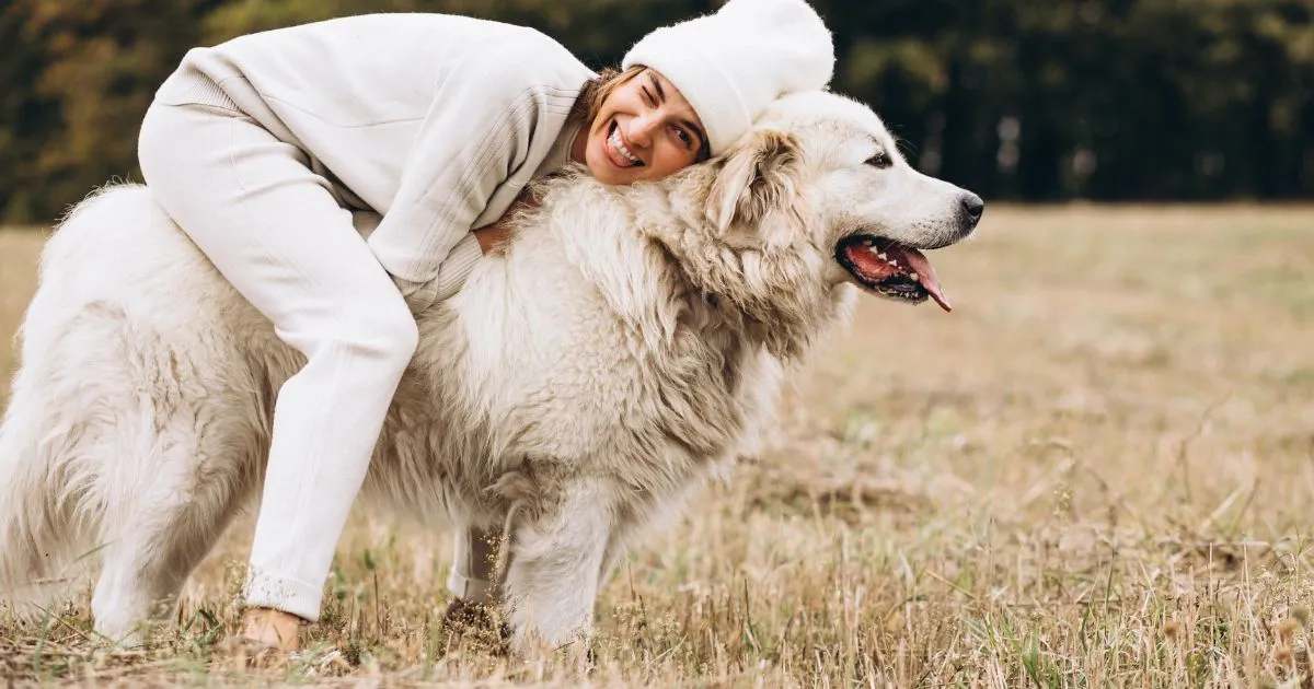 big white fluffy dog